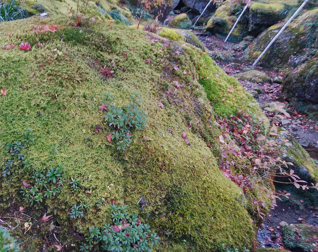 ついに箱根美術館・苔の庭へ』強羅温泉(神奈川県)の旅行記
