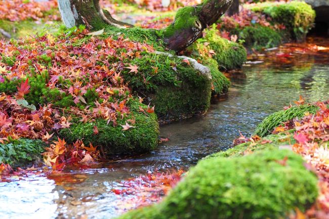 石積みの里坂本 日吉大社～旧竹林院＋智積院 【滋賀・京都紅葉