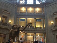 午後はスミソニアン巡り。
無料なだけにどこも人が多いですし、毎回の持ち物検査がやや面倒。

まずは国立自然史博物館へ。
