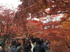 京都駅から一駅という便利さもあり東福寺は平日でもまあまあ混雑