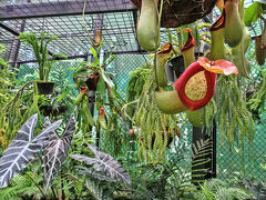 ボタニックガーデン内のフレッカー植物園には室内展示エリアもあり、いろいろな植物が生息して目を楽しませてくれ、そのあいだをひらひらと蝶が舞っていました。