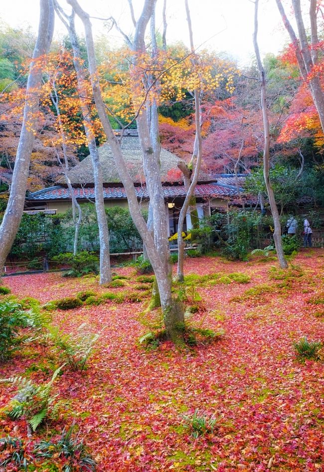風景画「紅葉の常寂光寺Ⅱ」油彩画 F10 京都・嵯峨野 張り