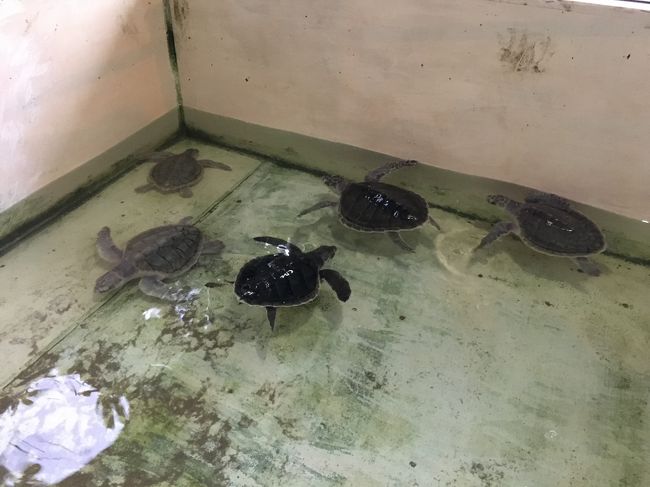 Amphibiaの隣には、カメちゃん達を乱獲から守り、自然に返すプロジェクトの水槽がありました。