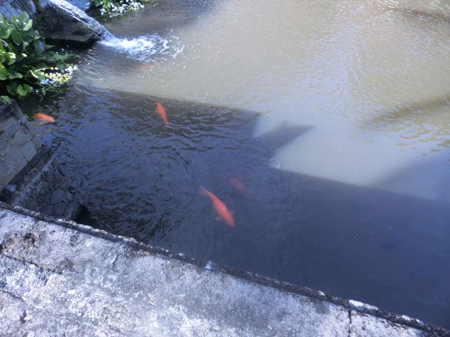 お腹１杯になり、庭を散歩して部屋に戻りました。昔は鯉のエサが置いてありましたが、撒きすぎる方がいるので置かない様になったみたいです。