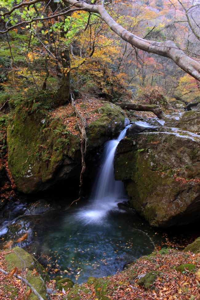 ◇禁断の戸草川渓谷・みちのく最後の紅葉/ 魚止め滝＆安行滝編
