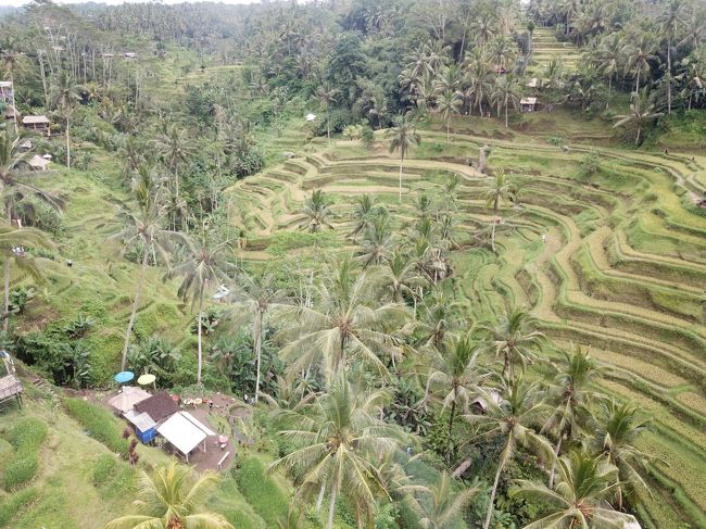 動画のきっれっぱ