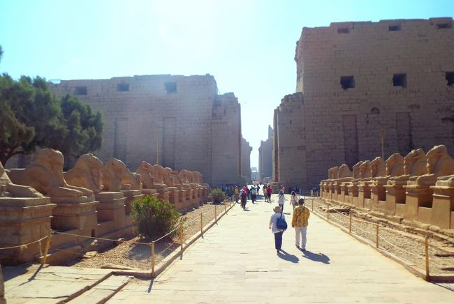 　カルナック神殿、第一塔門前にはスフィンクスの参道が続いています。このスフィンクスは見慣れたものとは違い、牡羊の顔をしています。アメン神は羊の頭で描かれることもあるので、アメン神の聖獣ということでしょうか。