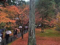 三千院、初めて来ました。雨が降っていたけれど、これまたシットリして良い感じ。