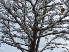 今回はみんな南ゲートだったので、南ゲートまでタクシー移動
南ゲートからの見事な雪景色
