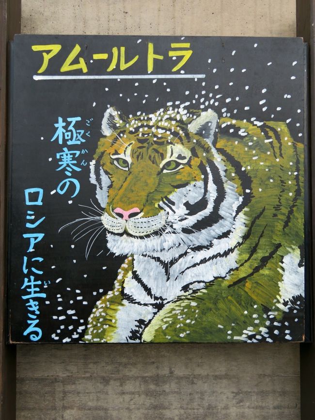 2度目の北海道レッサーパンダ遠征は3都市4泊4日 4 旭山動物園 3 小雨降りの2日目 もうじゅう館 オオカミの森 エゾシカの森から今回初めての北海道産動物舎 ちんぱんじー館 かば館のアフリカのゲテモノたち 旭川 北海道 の旅行記 ブログ By まみさん 2度目の北海道レッサーパンダ遠征は3都市4泊4日 4 旭山動物園 3 小雨降りの2日目 もうじゅう館 オオカミの森 エゾシカの森から今回初めての北海道産動物舎 ちんぱんじー館 かば館のアフリカのゲテモノたち 旭川 北海道 の旅行記 ブログ By まみさん