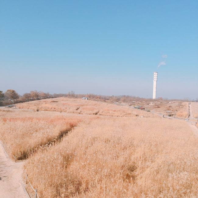 すすき野原<br /><br />伐採されてるとこもあったけど<br />間に合ってよかった＾＾<br /><br />コスモスも見たかったまた<br />誰かと来よう～～<br /><br />いや！誰と？