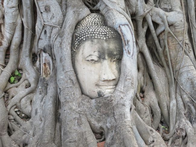 実物は意外と小さい…？