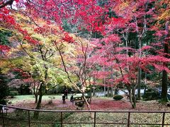 東郷公園一面の紅葉、赤だけではない、様々な色のコントラストが美しい。