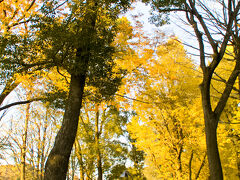 上野公園内の黄葉風景。