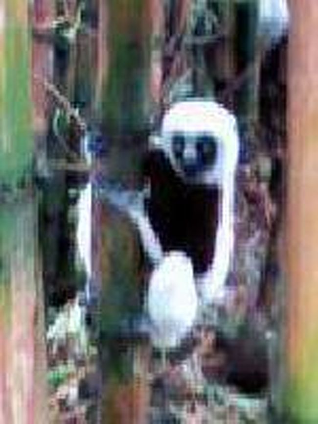 [２００７/３/１７]　(カクローシファカ)<br /><br />ここでは直接食べ物を与えることができませんが、餌付けしているので真近でみることができます。