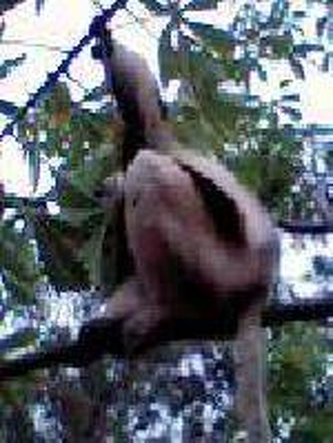 [２００７/３/１７]　(シファカ)<br /><br />竹林以外の木にもシファカとワオキツネザルが同じ木の上で遊んでいました。多分？