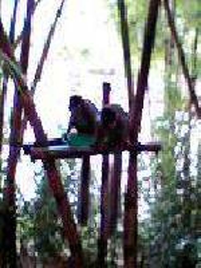 [２００７/３/１７]　(ハイイロジェントルキツネザル )<br /><br />ハイイロジェントルキツネザルが川をみていましたが、僕らが近ずくと、