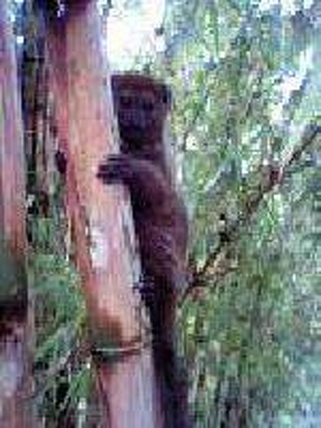 [２００７/３/１７](ハイイロジェントルキツネザル )<br /><br />珍らしそうに、こちらに近寄ってきました。