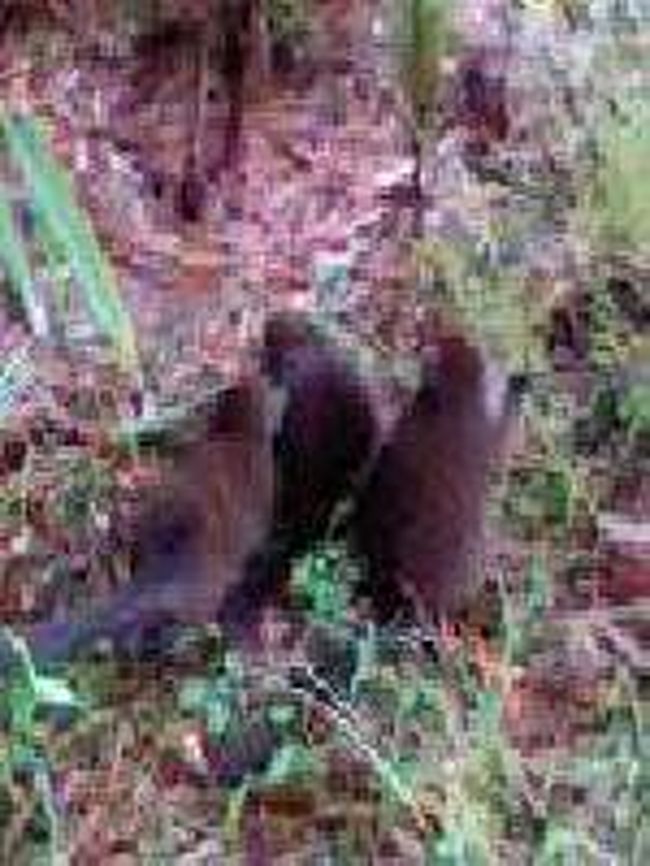 [２００７/３/１７]　(ハイイロジェントルキツネザル )<br /><br />いつも木の上にいるのかと思えば、地上に降りて走り回ったりします。