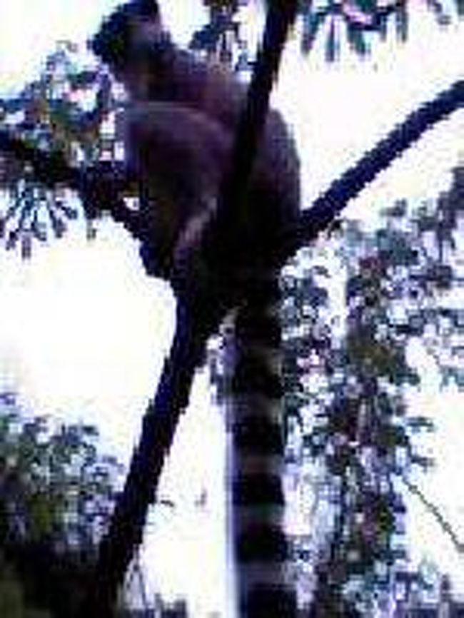 [２００７/３/１７]　(ワオキツネザル)<br /><br />シファカと一緒にいたキツネザルです。思わず叫んでしまいました。「ワオ～」