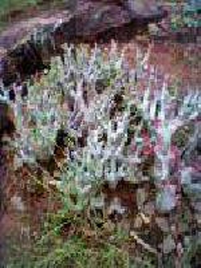 [２００７/３/１７]<br /><br />パーク内にあったバオバブの木です。これは大きくならない種類の木だそうです。(不思議～！)