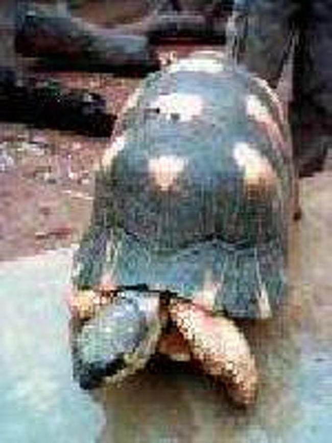 [２００７/３/１７]<br /><br />大きなマダガスカル亀です。甲羅のくびれた所から上に向かって年輪のような線があり、その数で年齢がわかるそうです。