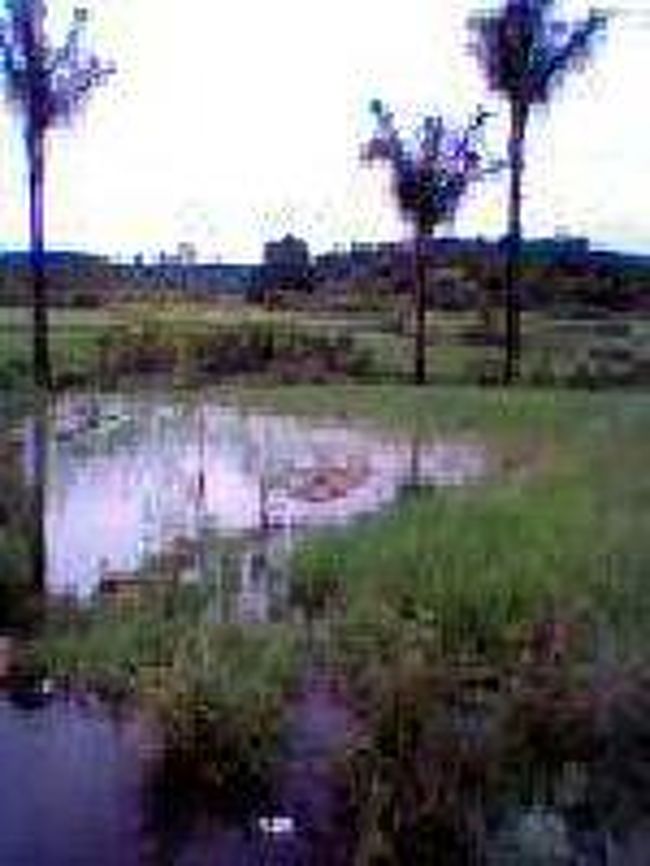 [２００７/３/１８]　(田園風景)<br /><br />ここの国の人は良くお米を食べるとガイドブックに書いてあったが、やっと納得。広い田園風景がみることができた。