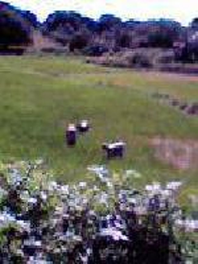 [２００７/３/１８]　(田園風景)<br /><br />農作業の女性達。日本のようにあぜ道がたくさん無いので近くに寄れず残念でした。