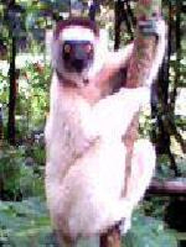 [２００７/３/１８]<br /><br />シファカは人懐かしかったっです。