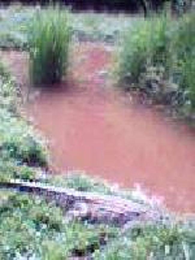 [２００７/３/１８]<br /><br />マダガスカルワニがいます。どこにいるかわかりますか？マダ～？