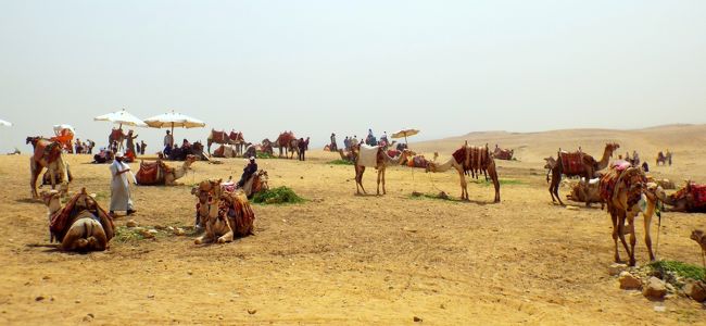 　観光客を乗せる為に、ラクダさんも待機しています。