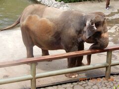 象も暑さでグッタリ。
人を乗せると、砂糖黍も貰えるし、涼しい川の中にも行けるので働いています。
昔の重労働よりもは楽でしょうが。