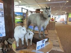 とおみ駅に隣接して、白馬五竜高山植物園のベースセンターとなるエスカルプラザがあります。
山岳写真や植物画などのギャラリー。
お土産ショップ･レストランなどの施設があります。
カモシカが出迎えてくれました。
