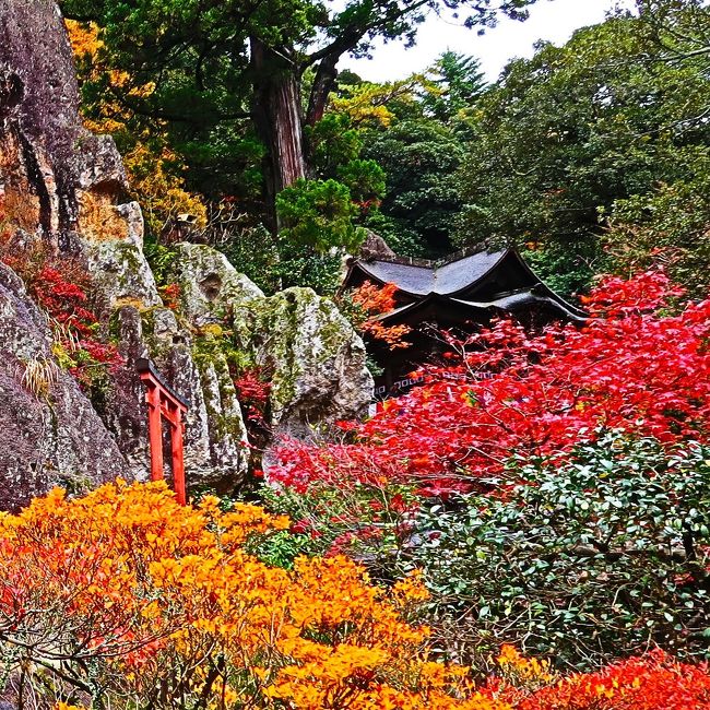 終了】ならの紅葉情報2023 | ええ古都なら 感謝お嫁入り‼️紅葉の