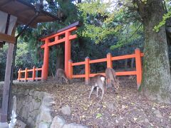 友が奥があると教えてくれたので、行ってみました。
こちらが春日大社の神様がおられるお山ですよね
参道にいる鹿と違い、あまり人馴れしてないのか近寄ってこない
神秘的でした
１人だとなんか不安で早々に退散
雰囲気に飲まれる私（笑）