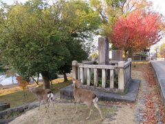鹿は猿沢池のほうへ下りていったので、ばいばい
朝の散歩に付き合ってくれて、ありがとう♪