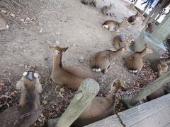 また電車を乗り換えて奈良に戻ってきました。
鹿だまり（笑）