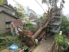 オランダ坂は先日の台風で巨木が倒れて封鎖されてました！