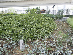 キリンビール横浜工場がある場所は「生麦」。
生麦事件があった地です。
生麦事件とは幕末の薩摩藩士によるイギリス人殺傷事件。
工場前には「生麦事件井戸跡の碑」がありました。