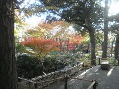  今年もいい試合を沢山見せてくれたベイスターズの本拠地には立派な日本庭園が御座います。
すっかり色付いています。