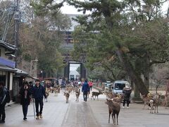 東大寺の参道に入りました。

ここにも鹿さんがいっぱい！！
