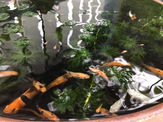 ホストファミリーの家で飼われている金魚さんたちです。<br /><br />あの大きなトカゲがウロウロしているにも関わらず、野良猫や魚を補食する鳥だっているだろうにも関わらず、大小様々な子たちが外の大きな鉢の中で泳いでいたのが、ビックリです。