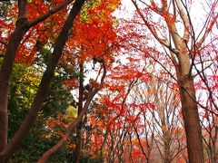 鎌倉の紅葉は12月がその本番とは聞いていたが、12月も中旬が過ぎてしまったこの日は、実はそんなに紅葉には期待していなかった。

しかし噂は本当で、トレイルの途中にある獅子舞の谷にはモミジの美しい紅葉がまだ残っていて、ちょうどそれも終わりの頃。
