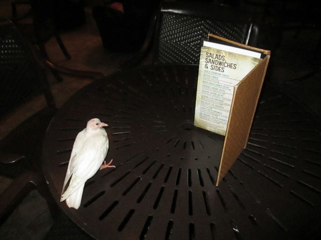 鳩さんもメニュー見てます。<br />早くも６日目が終わります。