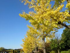 2017年11月3日の国営昭和記念公園立川口手前
この日は銀杏並木の北側がきれいであった。