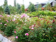 今は１０月、バラなんて咲いてるかな～と思いきや、昨日までイベントもやっていたくらいまだまだ咲いているようです。

と言っても、咲き誇っている、とまではいきませんが、なかなかバラ園まで足を運んだことがないという方がほとんどだったので、特に女性陣は喜んでいた様子。

★いわみざわバラ公園★　グリーンランドのすぐお隣
　http://www.iwamizawa-park.com/rose-garden/
