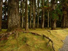 飫肥城 苔大手門を入るとすぐの杉林