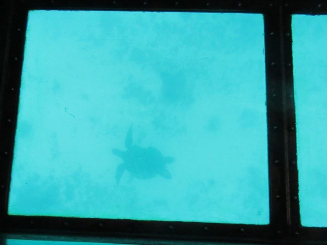 ウミガメが・・・。