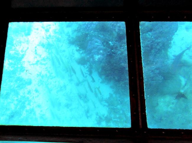 珊瑚礁の間を泳ぐ魚たち。