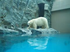 朝はよ出たお陰で時間も余ったんで、男鹿水族館ＧＡＯで白熊見物っ
